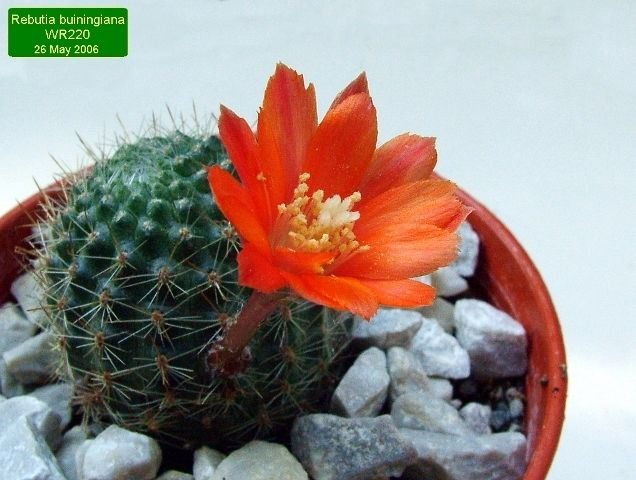Rebutia _buiningiana _WR220 _04